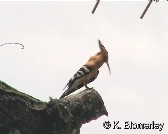 Eurasian Hoopoe (Central African) - ML201010551