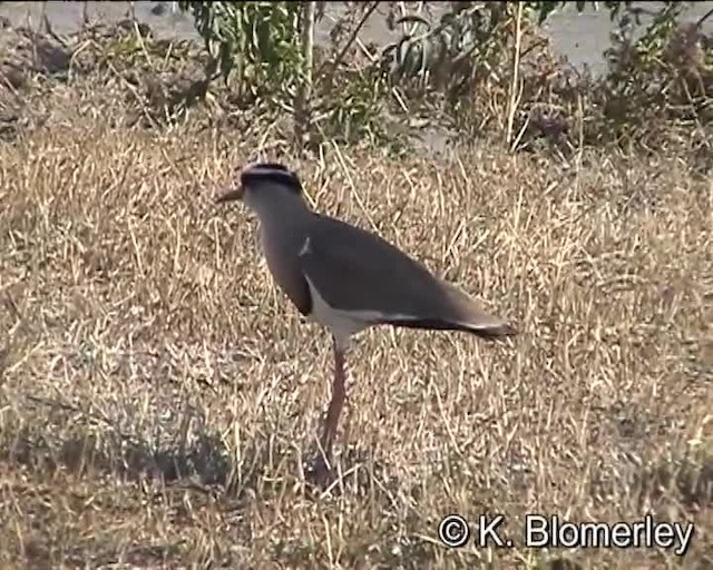 Crowned Lapwing - ML201010571