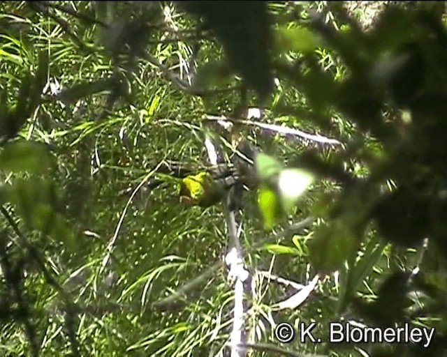 Wattled Ploughbill - ML201010631