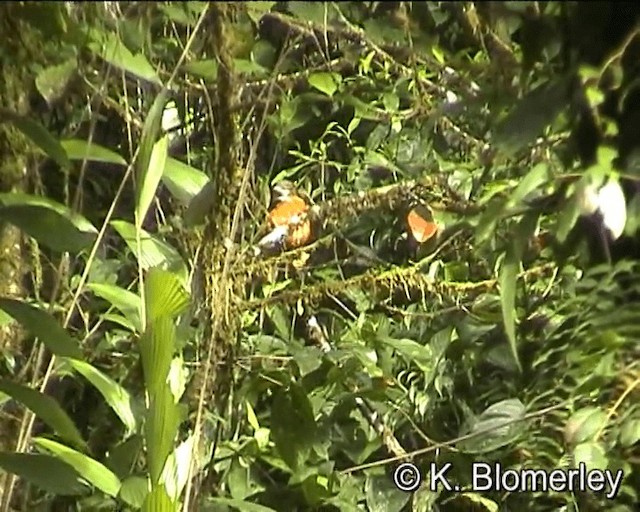 Martin-chasseur bec-en-cuillère - ML201010661