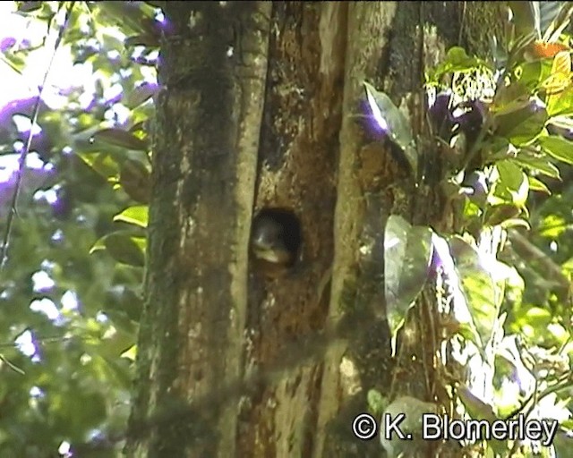 ハシブトカワセミ - ML201010671