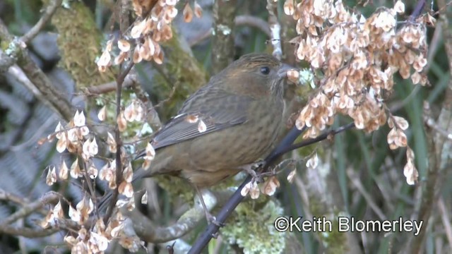 Roselin de Taïwan - ML201010771