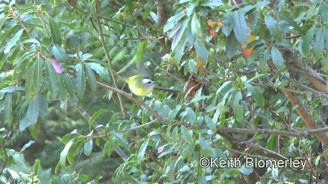 火冠戴菊鳥 - ML201010781