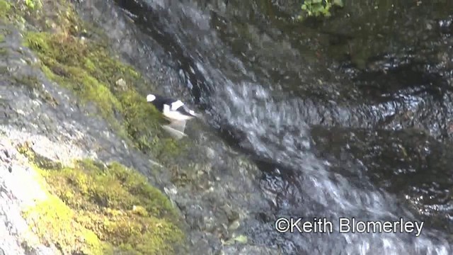 Little Forktail - ML201010791