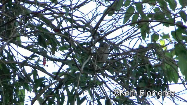 Fulvetta de Taïwan - ML201010811