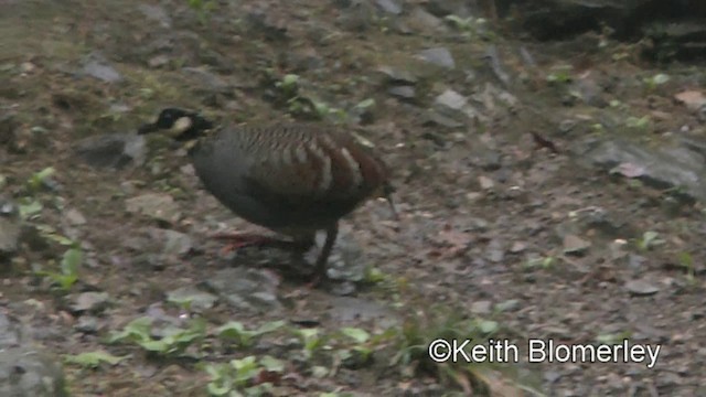 Taiwan Partridge - ML201010861