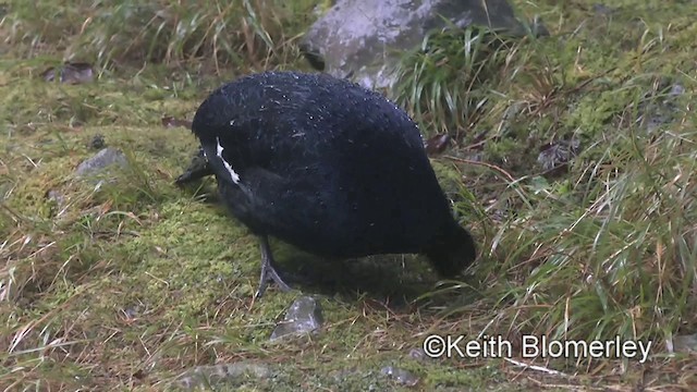 Mikado Pheasant - ML201010871