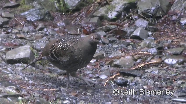 Mikado Pheasant - ML201010881