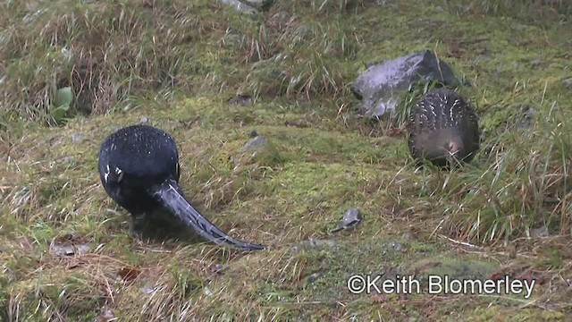 Mikado Pheasant - ML201010891