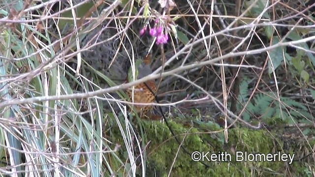 Taiwan Bamboo-Partridge - ML201010911