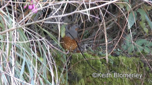 Taiwan Bamboo-Partridge - ML201010921