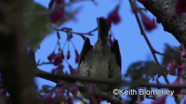 カンムリチメドリ - ML201010931