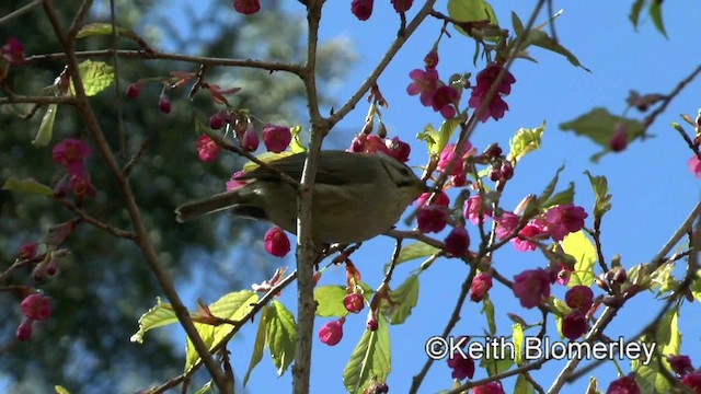 Yuhina de Formosa - ML201010941