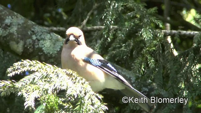 Eurasian Jay (Himalayan) - ML201010951