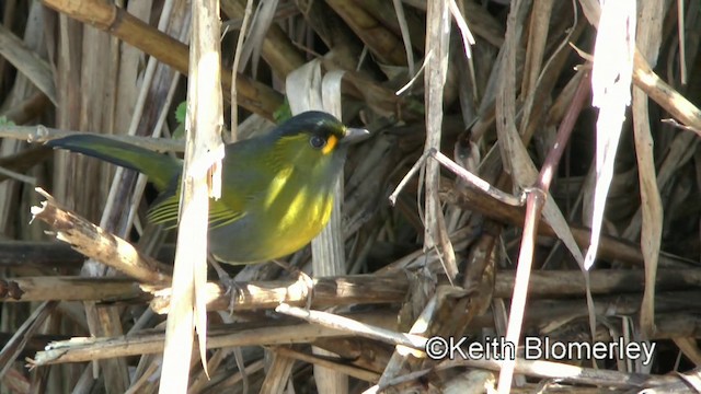 黃胸藪眉 - ML201010961