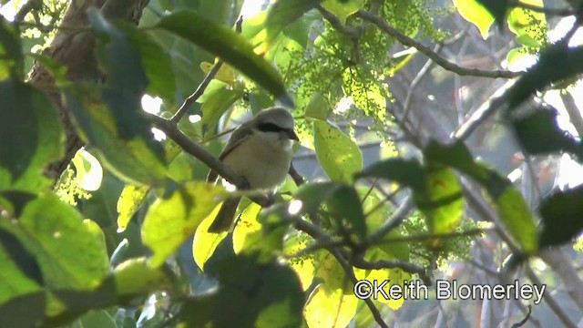 Brown Shrike (Philippine) - ML201010981