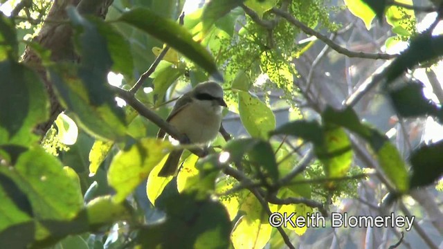 紅尾伯勞(灰頭) - ML201010981