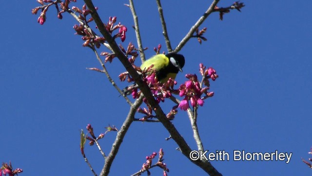 Green-backed Tit - ML201011001