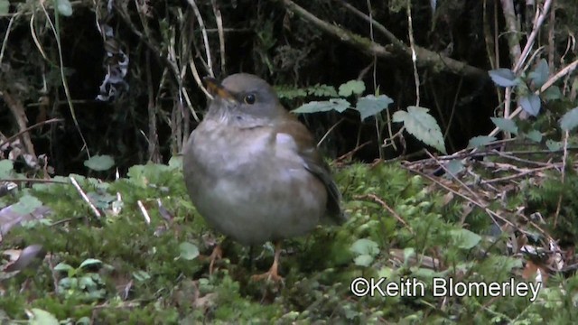 シロハラ - ML201011031