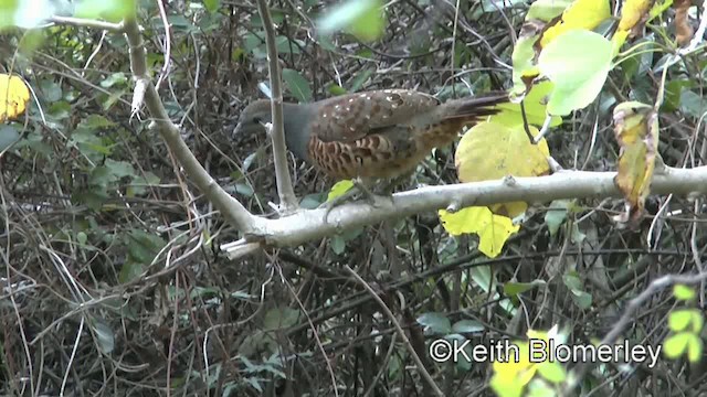 Taiwan Bamboo-Partridge - ML201011051