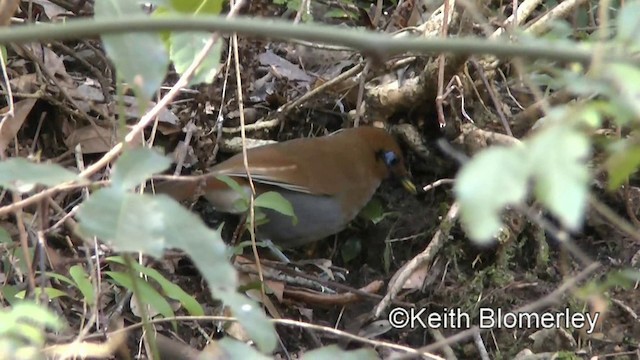 Rusty Laughingthrush - ML201011101