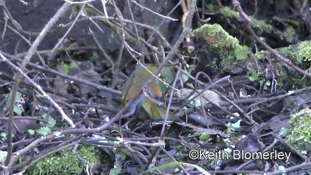 Garrulaxe de Steere - ML201011131