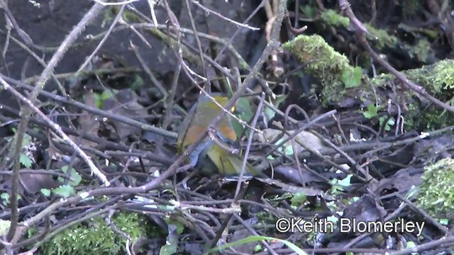 Steere's Liocichla - ML201011131