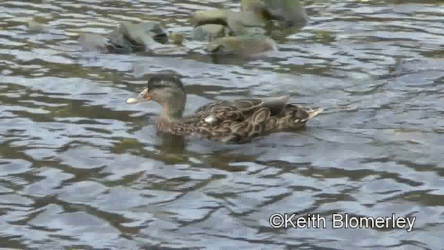 Mallard - ML201011141