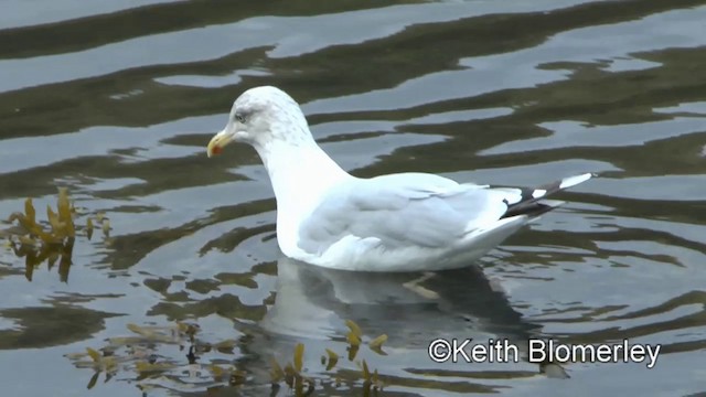 Herring Gull (European) - ML201011151