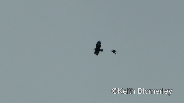 Golden Eagle - ML201011161