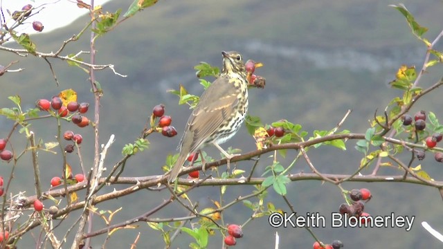 Birigarro arrunta - ML201011171