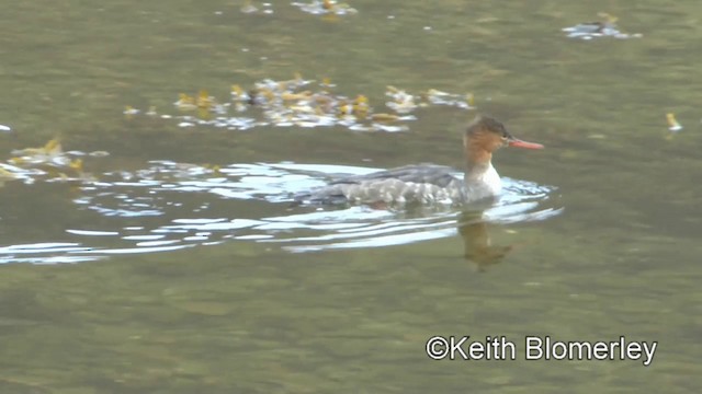 Red-breasted Merganser - ML201011181