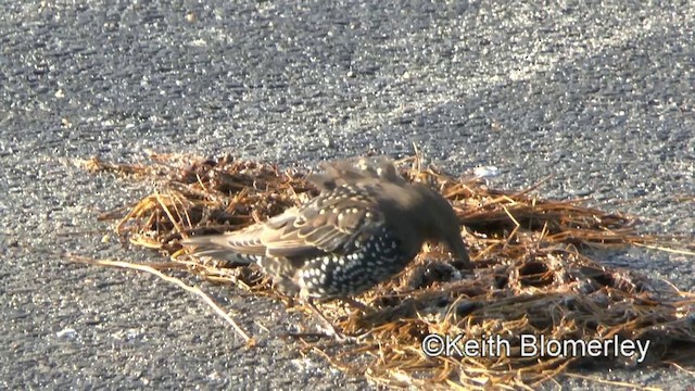 歐洲椋鳥 - ML201011191