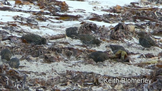 European Starling - ML201011221