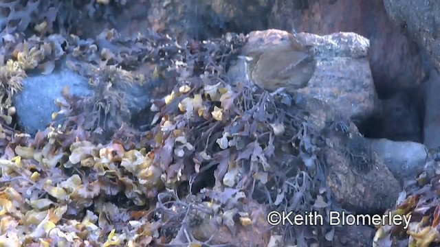 Eurasian Wren (Hebridean) - ML201011251