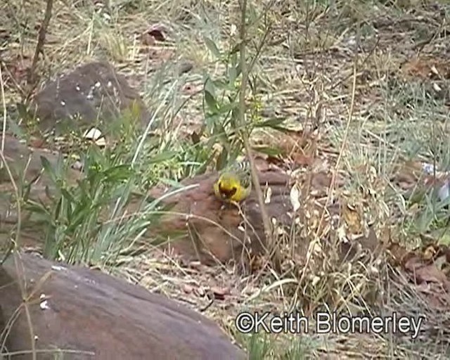 Southern Masked-Weaver - ML201011281