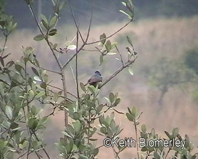 Doppelband-Nektarvogel - ML201011301