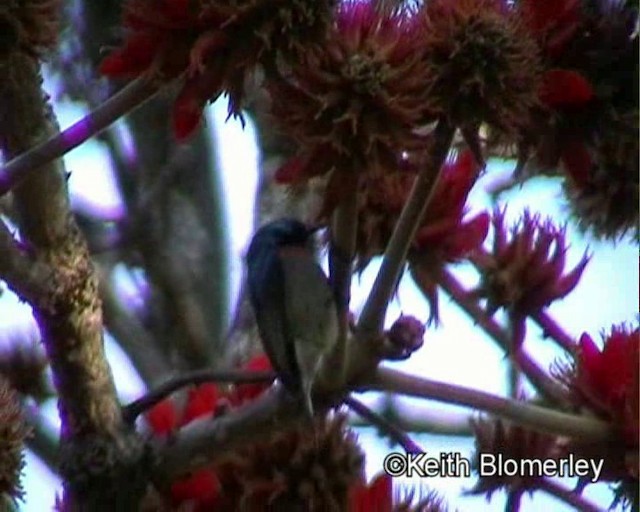 Kapnektarvogel - ML201011311