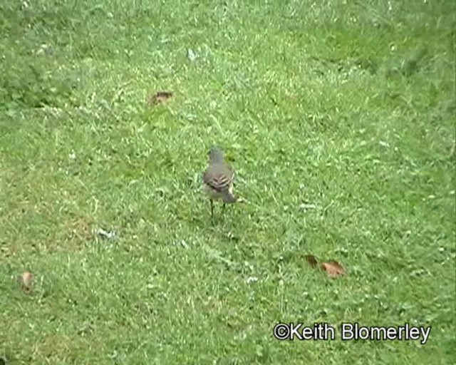 Cape Wagtail - ML201011351