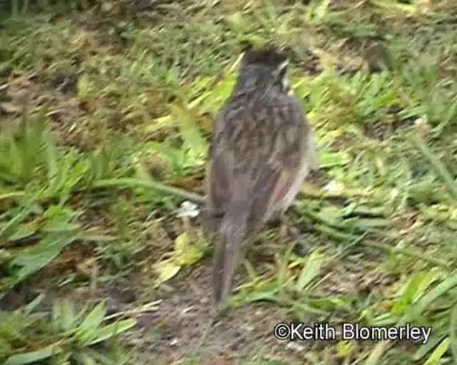 Cape Bunting - ML201011371