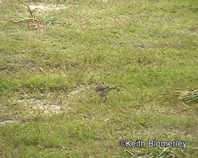 Red-capped Lark - ML201011391