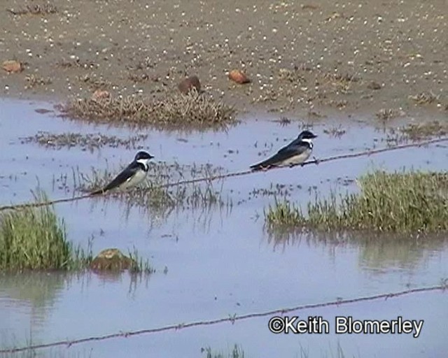 White-throated Swallow - ML201011401