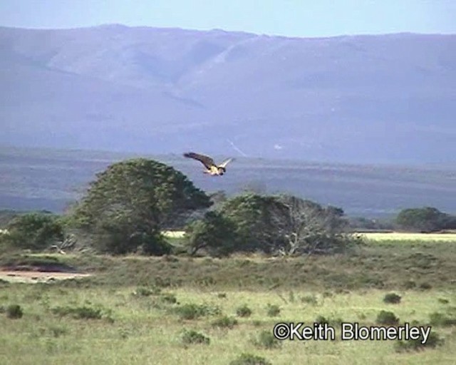 African Marsh Harrier - ML201011421