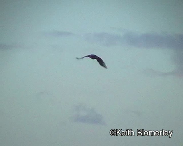 Denham's Bustard (Stanley's) - ML201011431