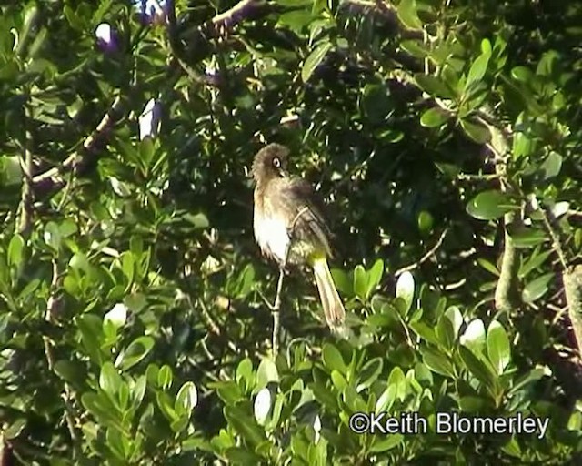 Cape Bulbul - ML201011441