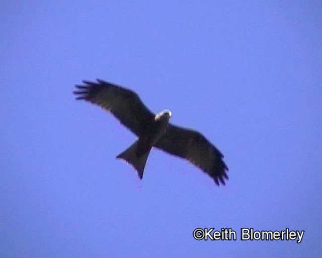 Black Kite (Yellow-billed) - ML201011481