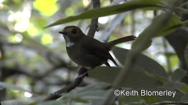 アカメヒタキ - ML201011511