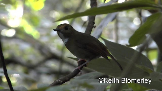 Rufous-browed Flycatcher - ML201011521