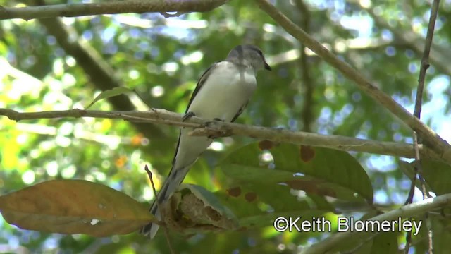 小灰山椒鳥 - ML201011581