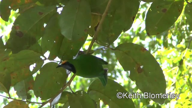 Goldstirn-Blattvogel - ML201011591